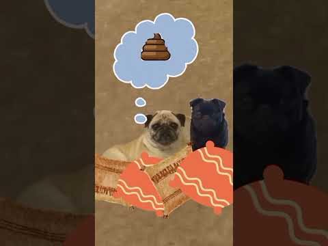 super funny conversation mix up, misheard funny couple squabble,  cute pug