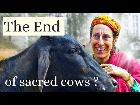 German women protects Vrindavan bulls