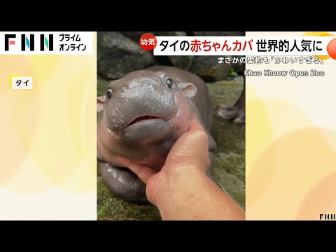 赤ちゃんカバ「豚肉団子」くんが世界的な人気者に「もちもちぷるぷるでかわいい」　タイ