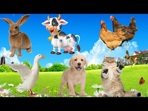 Pets and Friendship: Dogs, Cats, Chickens, Ducks...