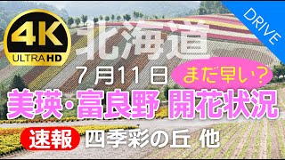 【北海道ドライブ】速報！7/11美瑛・四季彩の丘 お花畑の開花状況｜ぜるぶの丘・かんのファーム｜見頃までにはまだ早い・・？