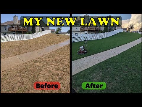 Growing A NEW Lush Lawn from Bermuda Sprigs