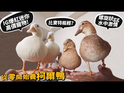 【從零開始養】柯爾鴨!IG爆紅高價萌寵!寶特瓶輕!螺旋狀GG【許伯簡芝】