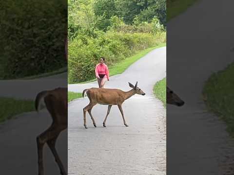 A doe and her two fawns cross the path | Horizons_視野 | deer | wildlife | animals