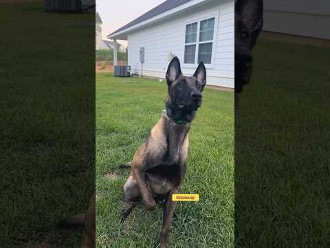 Come fly away with us! #dogmusicvideos #cutedogs #labradoodle #malinoispuppy #malinois #agilitydog