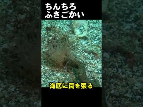 繊毛粘液摂食　#水中映像 #ゴカイ #泳ぐ @aquaticpro