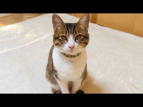 【緊急事態】猫がご飯を食べなくなってしまいました