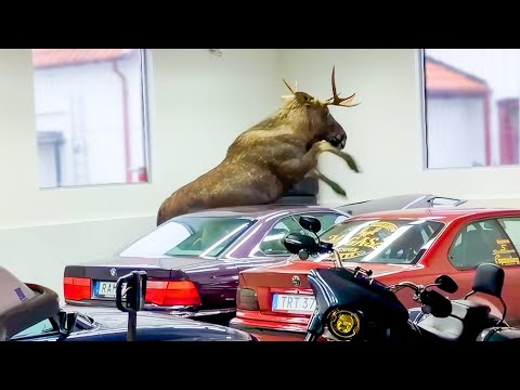 Moose Destroys BMW 850i - Unbelievable Rampage!