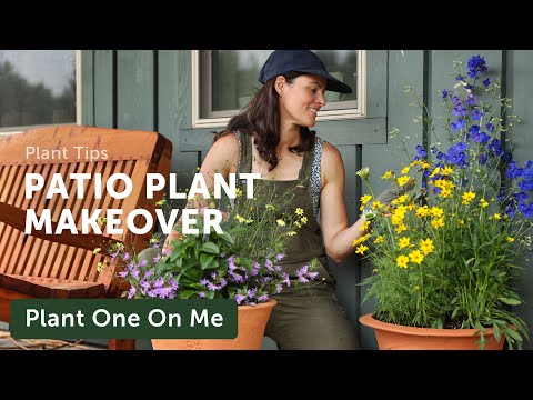 Plant Home Makeover with PATIO PLANTS — Ep. 330