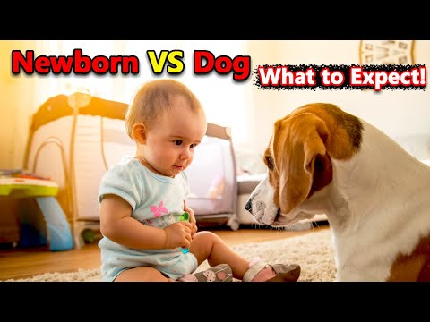 How to Introduce Your Dog to a New Baby || DOG VS NEWBORN || Dogmal