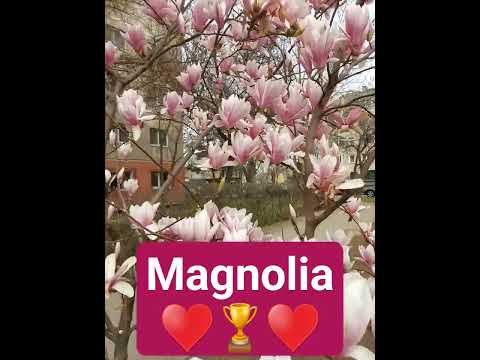 Magnolia #shorts #magnolia #shortsviral #shortsvideo #flowers #florida #florist ♥️♥️♥️♥️♥️♥️♥️♥️♥️