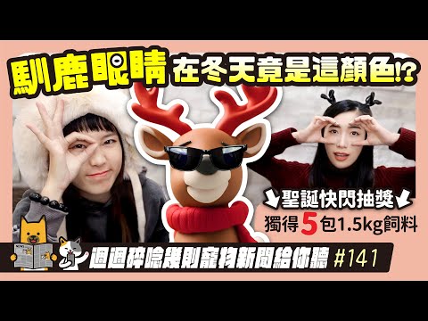 EP. 141馴鹿眼睛冬天竟然是這個色！｜毛爸媽碎碎唸