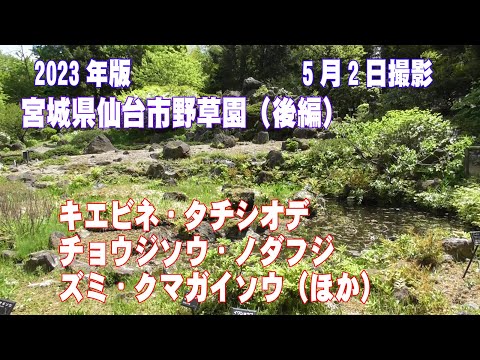 2023年版宮城県仙台市野草園後編(ｷｴﾋﾞﾈ・ﾀﾁｼｵﾃﾞ・ﾁｮｳｼﾞｿｳ・ﾉﾀﾞﾌｼﾞ・ｽﾞﾐ・ｸﾏｶﾞｲｿｳほか)