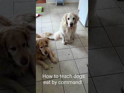 How to teach dogs eat by command @GabieCocoMarmora