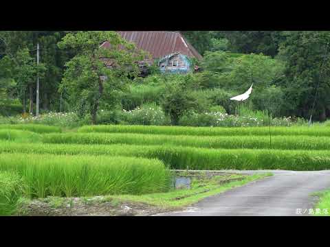 荻ノ島集落おぎのしま 2024/08