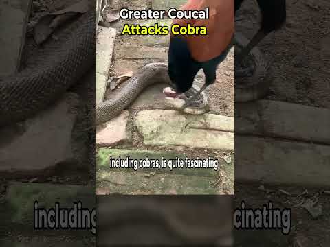 Greater Coucal Attacks Cobra