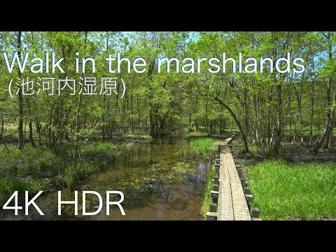 [4K HDR]Walk in the marshlands 池河内湿原を歩く