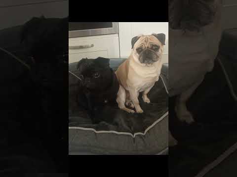 hilarious pug conversation, savage response, so funny if dogs had conversation. cute funny pets