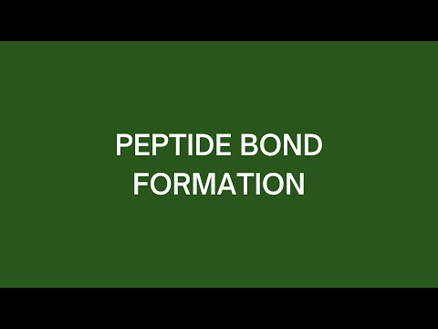 Peptide Bond Formation