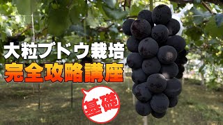 【図解】年間のブドウ作業総まとめ【短梢・種なし】栽培するなら知っておきたい基礎