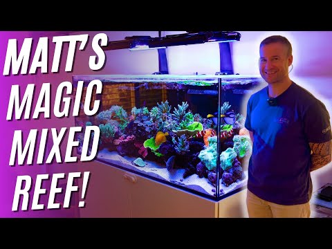 Matt's Magic Mixed Reef