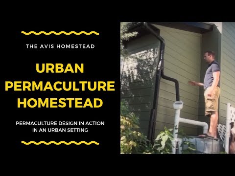 Permaculture Design: Water Harvesting On Our Sustainable Urban Homestead