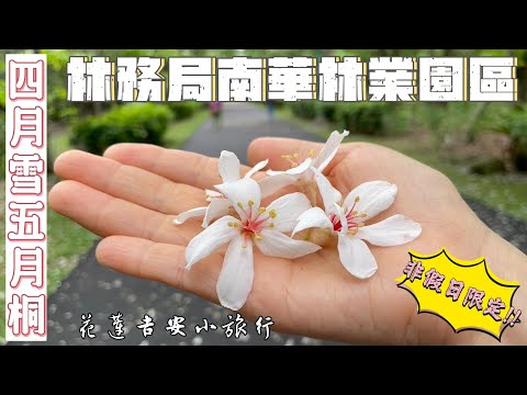 花蓮吉安賞油桐花（南華林業園區）