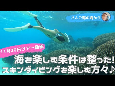 【石垣島】スキンダイビングを楽しむ方々♪11月29日シュノーケリングツアー動画