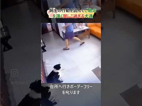 共謀して飼主から食べ物を盗む賢い犬達#dog#shorts#bordercollie #clever#犬#ボーダーコリー #賢い犬