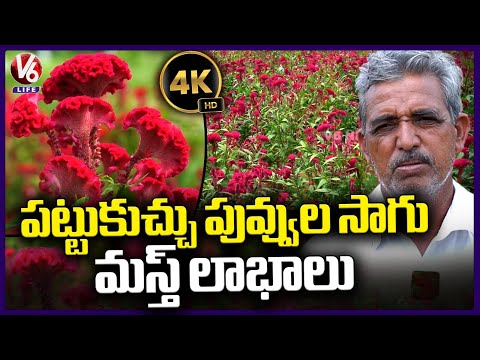 Pattu Kuchulu (Seethamma Jada) Flower Farming | 4K Video | Ranga Reddy District | V6 Life