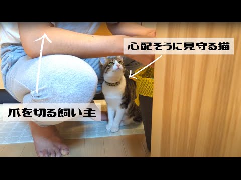 飼い主の爪切りが終わるまで優しく見守る猫がかわいい