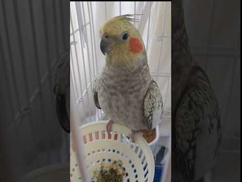 My parrot's name Luna #trend #shorts #shortsvideo #pets #parrot #cockatiel#ConceptLala #short #fypシ