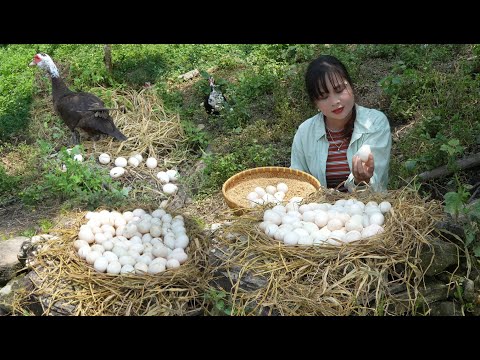 Harvest the eggs and sell them at the market. Peaceful life