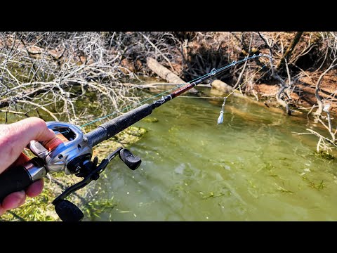 GIANT FISH Live In SUBMERGED BRUSHPILES!! (Biggest of the year)