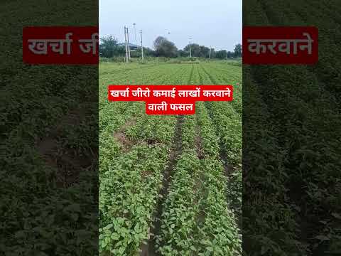 खर्चा जीरो कमाई लाखो की फ़सल // हरी सब्जी की खेती // वेजिटेबल फार्मिंग vegitabal farming