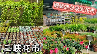 園藝迷必來的三峽花市|北部超人氣花市|植物男子