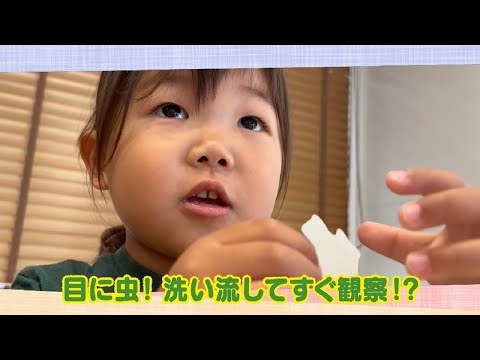 【公式】「目に虫！ 洗い流して すぐ観察！？」（8月11日放送）｜テレビ西日本