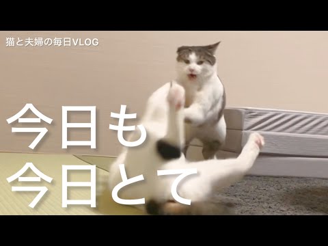 猫と夫婦の毎日VLOG#430 今日も元気に暴れ猫団子