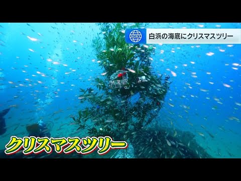 「小さな魚の群れが小雪みたい」海底に約３ｍのクリスマスツリー　魚たちも興味津々？　和歌山・白浜町沖（2024年12月24日）