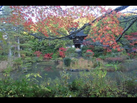 圓成寺の紅葉 2024.11.19