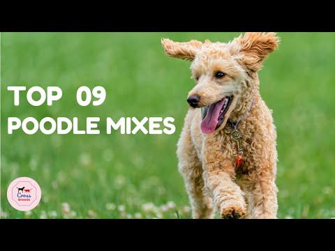 Top 9 Best Poodle Mixes that will Melt Your Heart! #poodle #cross