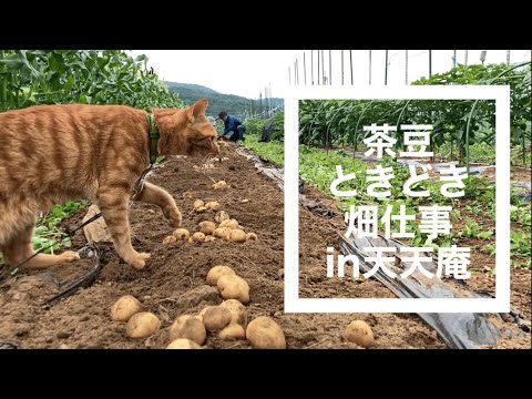 猫がジャガイモの出来をチェック,畑仕事をする猫,畑猫,仕事猫,山中湖村の森に移住,地方移住, 自給自足生活,no74@bokuchamame