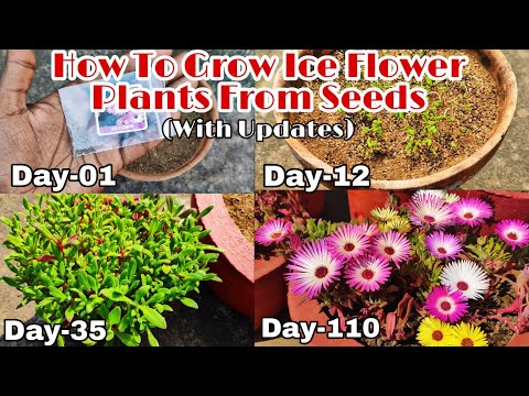 How To Grow Ice Flower Plants From Seeds To Flowering With Updates