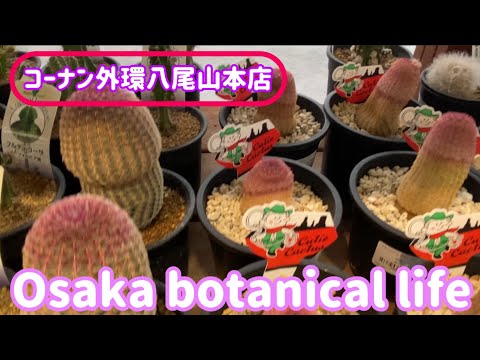 🍃Osaka botanical life🍃コーナン外環八尾山本店に行ってきました💛