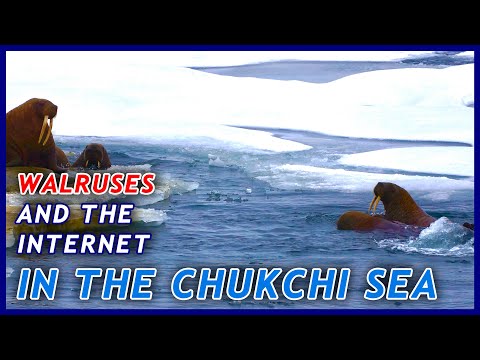 Walruses in the Chukchi Sea: Day 8 of the 2021 Northwest Passage Expedition