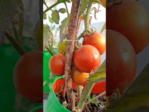 growing tomatoes at home #gardening #terracegarden