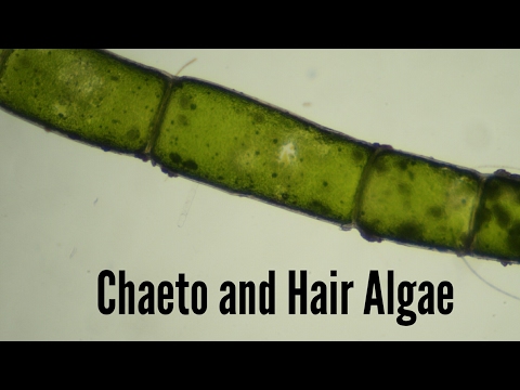 Reef Tank Microscopy Ep.3 - Chaeto and Hair Algae