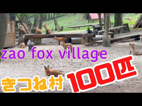 100匹以上いるきつねが間近で見れます / 宮城蔵王きつね村 / zao fox village / japan