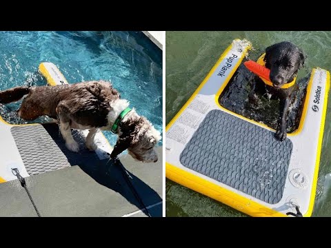 Take Your Dog Swimming With the Solstice Inflatable Pup Plank