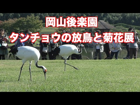 岡山後楽園でタンチョウの放鳥と菊花展OKAYAMA-KORAKUEN（制作　宮﨑　賢）